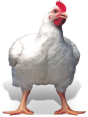 a cornish cross chicken